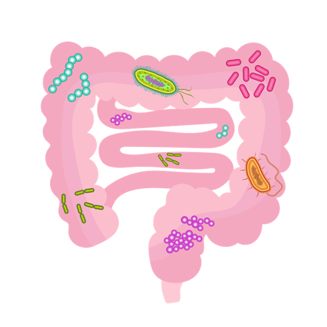 Microbiome gut bacteria
