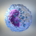 Natural killer cells and immunomodulation