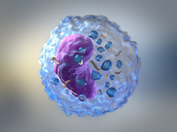 Natural killer cells and immunomodulation