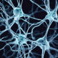 orexin hypocretin neurons brain energy
