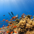 sunscreen and coral reefs