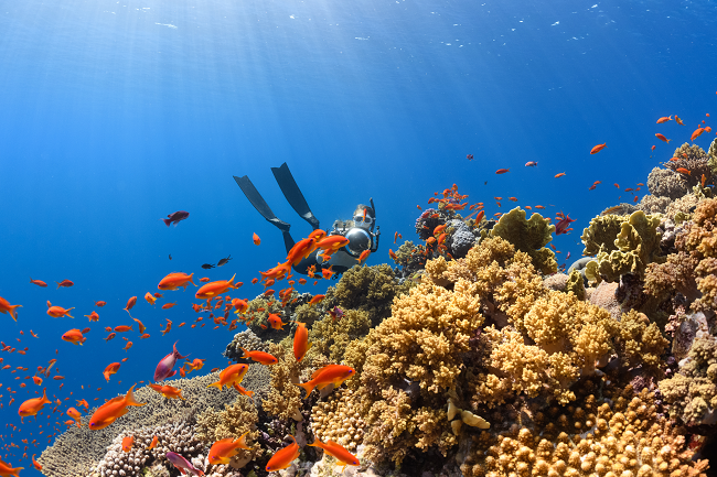 sunscreen and coral reefs