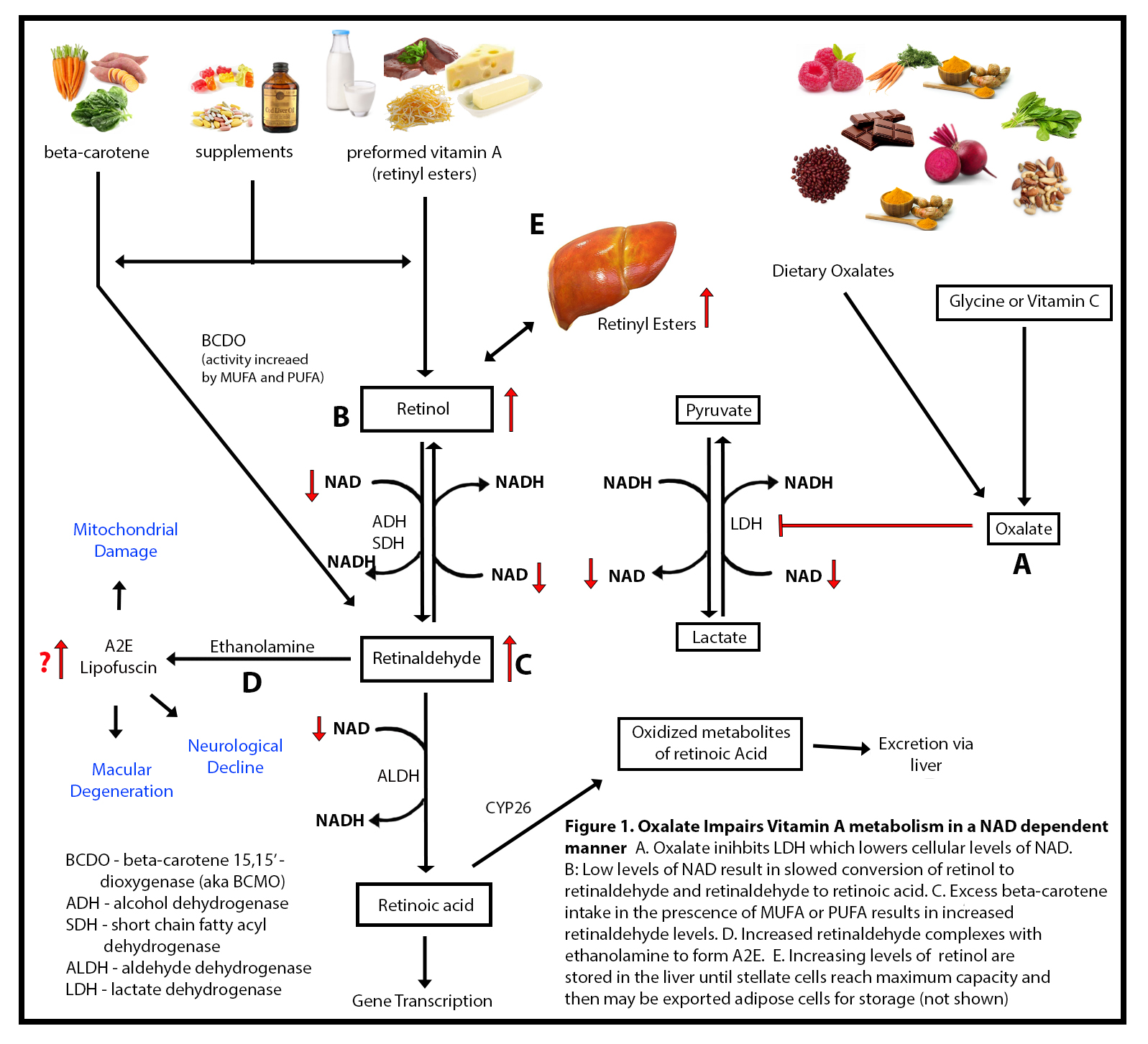 Oxalate Vitamin A Connection