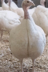 turkey breasts